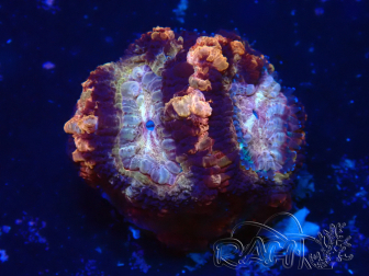 WYSIWYG Micromussa lordhowensis INDO (ex Acanthastrea) 25Q5