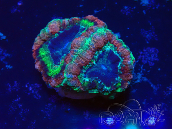 WYSIWYG Micromussa lordhowensis INDO (ex Acanthastrea) 25Q6