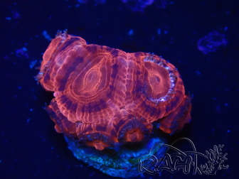WYSIWYG Micromussa lordhowensis INDO (ex Acanthastrea) 25R1