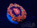 WYSIWYG Micromussa lordhowensis INDO (ex Acanthastrea) 25R2