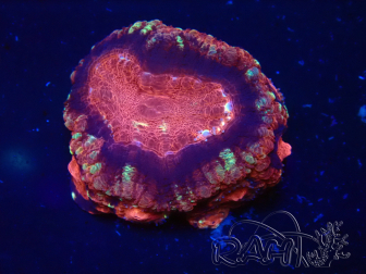 WYSIWYG Micromussa lordhowensis INDO (ex Acanthastrea) 25R3