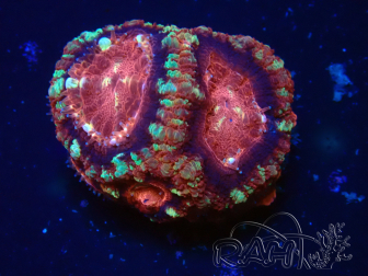 WYSIWYG Micromussa lordhowensis INDO (ex Acanthastrea) 25R4