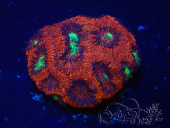 WYSIWYG Micromussa lordhowensis INDO (ex Acanthastrea) 25S2