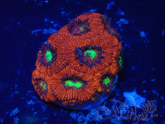 WYSIWYG Micromussa lordhowensis INDO (ex Acanthastrea) 25S3