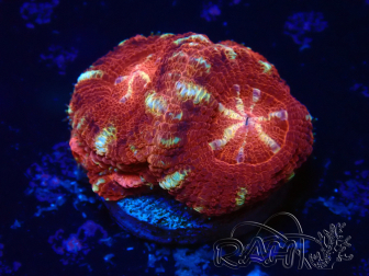 WYSIWYG Micromussa lordhowensis INDO (ex Acanthastrea) 25S5
