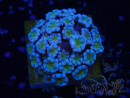 WYSIWYG RAH Alveopora Green Goblin 17D2