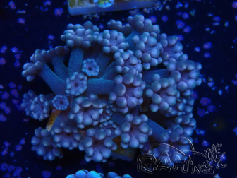 WYSIWYG RAH Alveopora Green Goblin 17D3