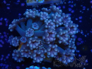 WYSIWYG RAH Alveopora Green Goblin 17D3