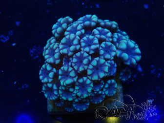 WYSIWYG RAH Alveopora Green Goblin 17D6
