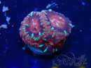 WYSIWYG Micromussa lordhowensis INDO (ex Acanthastrea) 25N6