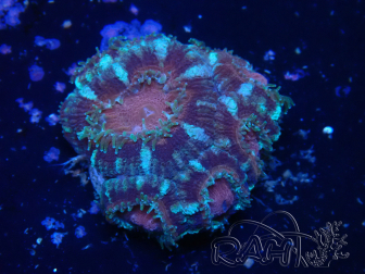 WYSIWYG Micromussa lordhowensis INDO (ex Acanthastrea) 25Q1