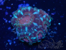 WYSIWYG Micromussa lordhowensis INDO (ex Acanthastrea) 25Q1