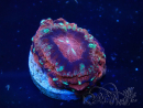 WYSIWYG Micromussa lordhowensis INDO (ex Acanthastrea) 25R2