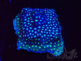 WYSIWYG - RAH Leptastrea Aurora Borealis 3A4