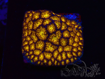 WYSIWYG - RAH Leptastrea Gold 3A7