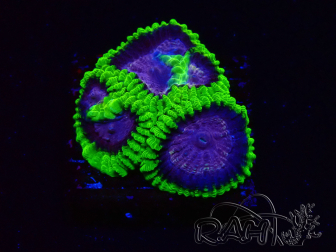 WYSIWYG - WWC Favia Space Monkey 3D5