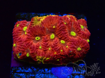 WYSIWYG - BigR Favia Inferno 3D12