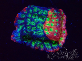 WYSIWYG - JF Favia Dayglo 3E6