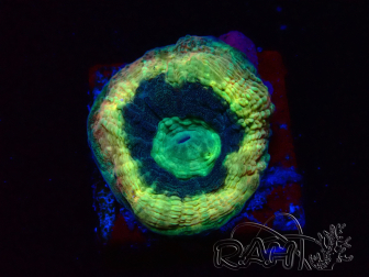 WYSIWYG - RAH Goniastrea Crown of Jewels 3H11