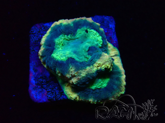 WYSIWYG - RAH Goniastrea Crown of Jewels 3H12