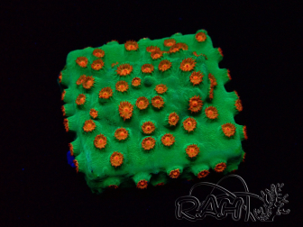 WYSIWYG - WWC Cyphastrea Jingle Bells 3M4