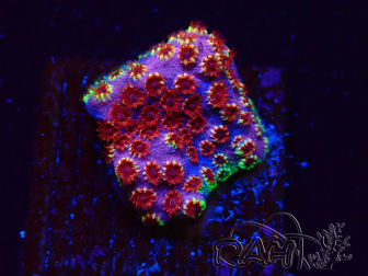 WYSIWYG - BigR Cyphastrea Skittles Bomb 3M12