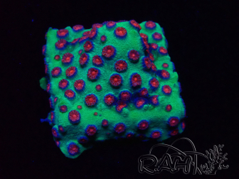 WYSIWYG - Cyphastrea Alien Pox 3N4