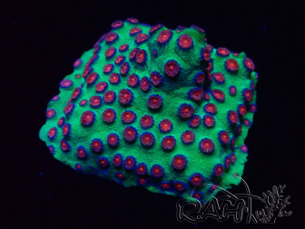 WYSIWYG - Cyphastrea Alien Pox 3N6