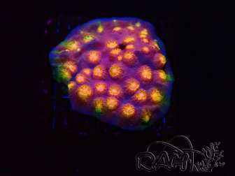WYSIWYG - WWC Cyphastrea Rainbow Madness 3P5