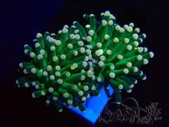 WYSIWYG Euphyllia glabrescens (Mariculture acclimated under LED) 8A4
