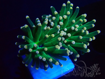 WYSIWYG Euphyllia glabrescens Super Bright (Mariculture acclimaté sous LED) 8A6