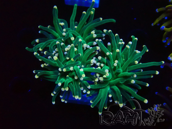WYSIWYG Euphyllia glabrescens (Maricoltura acclimatata sotto LED) 8B1