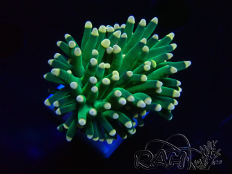 WYSIWYG Euphyllia glabrescens (Mariculture acclimaté sous LED) 8B6