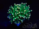 WYSIWYG Euphyllia glabrescens (Mariculture acclimated under LED) 8B6