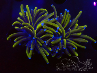 WYSIWYG Euphyllia glabrescens (Mariculture acclimaté sous LED) 8B7