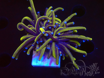 WYSIWYG Euphyllia glabrescens (Maricoltura acclimatata sotto LED) 8C2