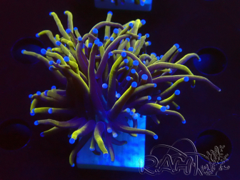 WYSIWYG Euphyllia glabrescens (Maricultura aclimatada bajo LED) 8C5