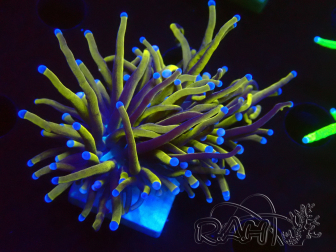 WYSIWYG Euphyllia glabrescens (Mariculture acclimaté sous LED) 8D2