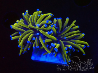 WYSIWYG Euphyllia glabrescens (Mariculture acclimaté sous LED) 8D3