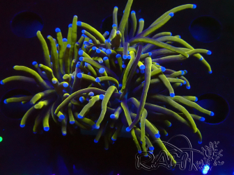 WYSIWYG Euphyllia glabrescens (Mariculture acclimaté sous LED) 8D5