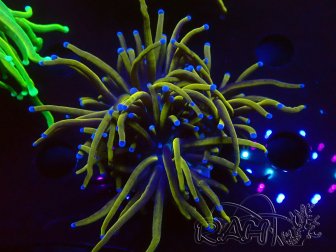 WYSIWYG Euphyllia glabrescens (Mariculture acclimaté sous LED) 8D6