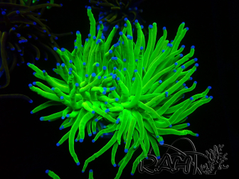 WYSIWYG Euphyllia glabrescens (Mariculture acclimaté sous LED) 8D8