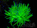 WYSIWYG Euphyllia glabrescens (Mariculture acclimaté sous LED) 8D8