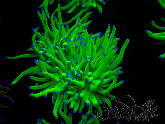 WYSIWYG Euphyllia glabrescens  (Mariculture acclimaté sous LED) 8E1