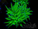 WYSIWYG Euphyllia glabrescens (Mariculture acclimaté sous LED) 8E2