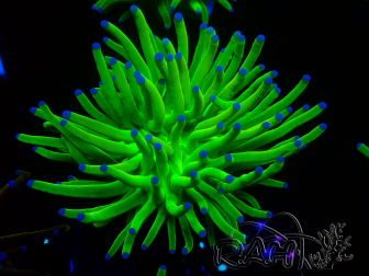 WYSIWYG Euphyllia glabrescens (Marikultur unter LED akklimatisiert) 8E3