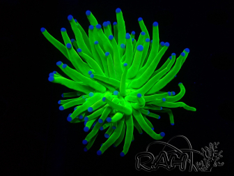 WYSIWYG Euphyllia glabrescens (Mariculture acclimaté sous LED) 8E5