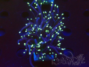 WYSIWYG Euphyllia glabrescens (Mariculture acclimaté sous LED) 8F6