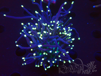 WYSIWYG Euphyllia glabrescens (Mariculture acclimaté sous LED) 8G1