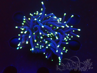 WYSIWYG Euphyllia glabrescens (Mariculture acclimaté sous LED) 8G2